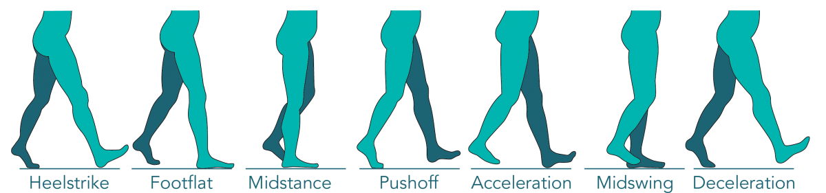 Gait Cycle